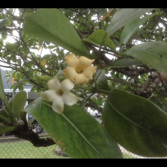 Meet your Posher, Mele - Picture 4 of 4